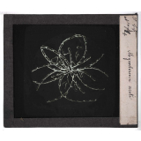 Les Plantes. Mycoderma aceti.