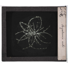 Les Plantes. Mycoderma aceti.