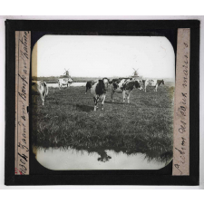 L'Action des eaux marines. Zaandam. Bœufs au paturage.