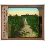Ouest américain. Champs de logamberries, Oregon. 