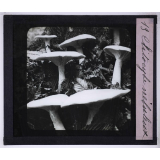 La Vie des champignons. Clitocybe nébuleux.