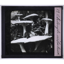 La Vie des champignons. Clitocybe nébuleux.