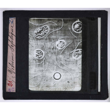 Pasteur. Vibrion Septique.