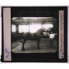 Les Races chevalines, asines et mulassières en France. Poulain percheron.
