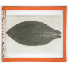 Algérie, cultures. Tabac (Variété hybride de la Station Botanique).