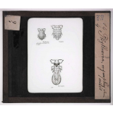 Les Insectes. Phylloxéra, nymphes et ailés.