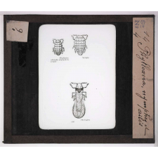 Les Insectes. Phylloxéra, nymphes et ailés.