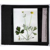 Les Plantes vénéneuses. Ranunculus bulbosus.
