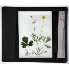 Les Plantes vénéneuses. Ranunculus bulbosus.