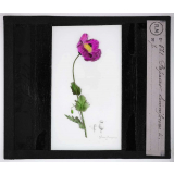 Les Plantes vénéneuses. Papaver somniferum.