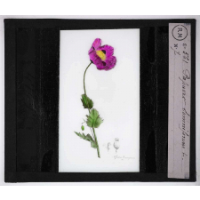 Les Plantes vénéneuses. Papaver somniferum.