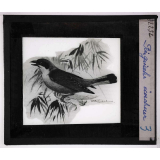 Oiseaux et mammifères nuisibles. Pie-grièche. Écorcheur.