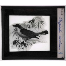 Oiseaux et mammifères nuisibles. Pie-grièche. Écorcheur.