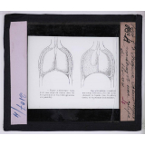 Respiration. Figure schématique montrant une coupe du thorax.