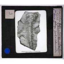 Ère Tertiaire. Fossile de salamandre.