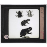 Reptiles et amphibiens. Grenouille.