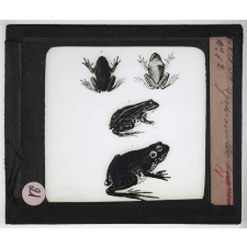 Reptiles et amphibiens. Grenouille.