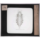 Les Insectes. Appareil respiratoire d'un insecte.
