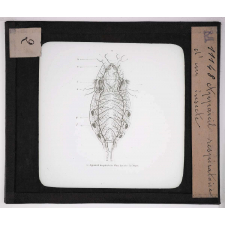 Les Insectes. Appareil respiratoire d'un insecte.