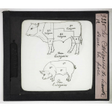 Les Principaux caractères permettant d'appriécier la viande saine. Les catégories de viande. Veau et porc.
