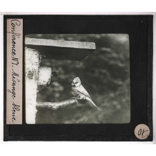 Protection des oiseaux. Conférence n° 1. Mésange bleue.