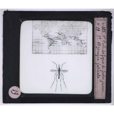 Maladies transmises à l'homme par les animaux. 1° Carte des foyers de fièvre jaune - 2° Stegomyia fasciata.