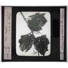 Les Maladies cryptogamiques de la vigne. Sun Scald (Coup de soleil).