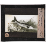Les Poissons. Chondrostome.