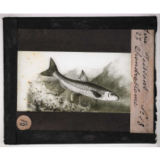 Les Poissons. Chondrostome.