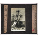 Les Plantes. Paysage de Java, montrant un vaquois ou pandanus.