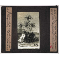 Les Plantes. Paysage de Java, montrant un vaquois ou pandanus.