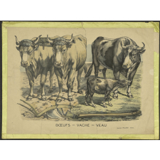Boeufs, vaches, veaux.