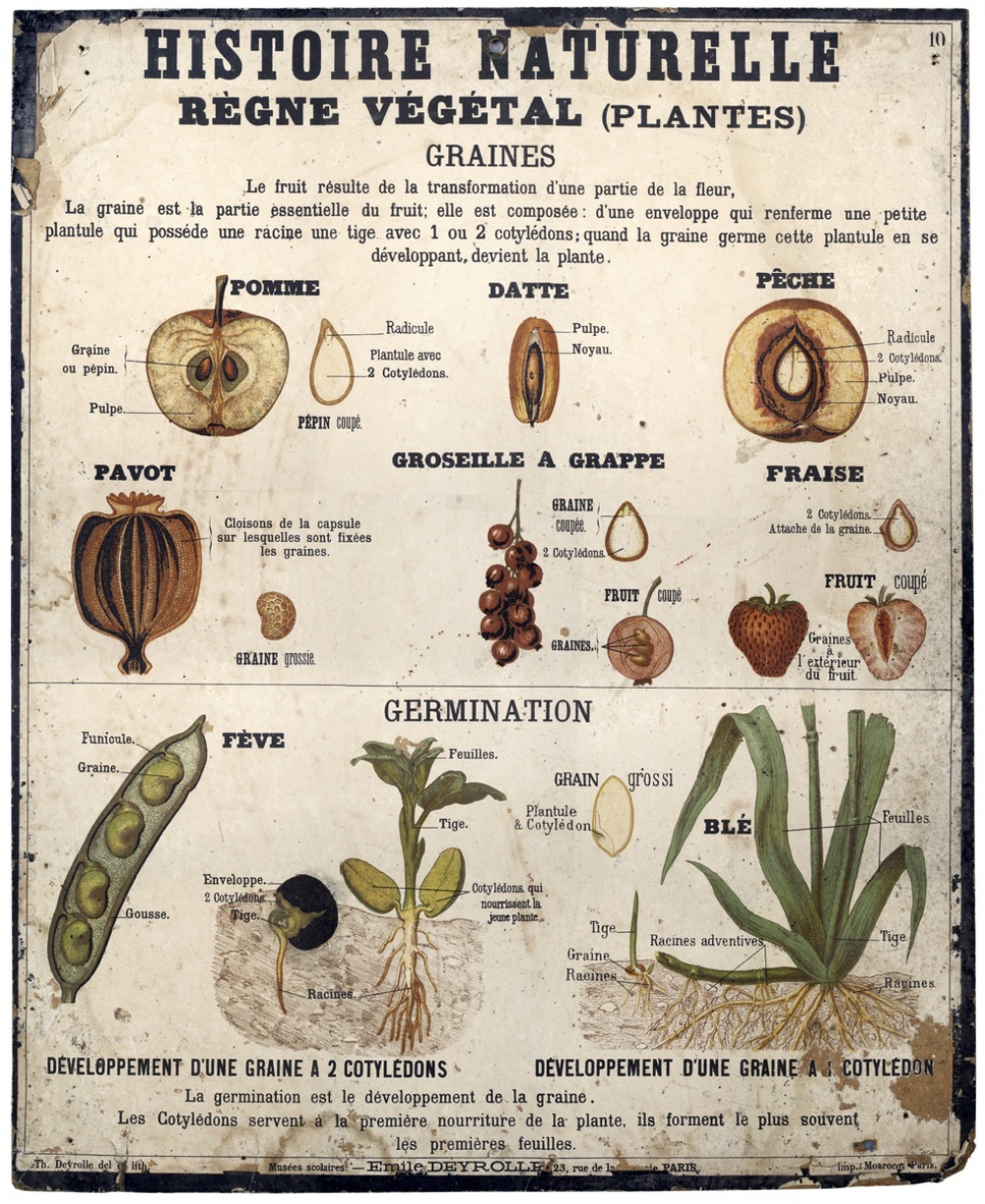 Tableaux muraux d'Histoire Naturelle. Règne végétal. 10- Plantes. 