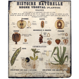 Tableaux muraux d'Histoire Naturelle. Règne végétal. 10- Plantes. 