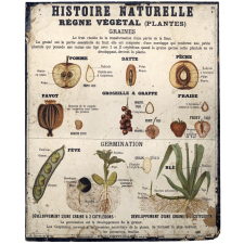 Tableaux muraux d'Histoire Naturelle. Règne végétal. 10- Plantes.