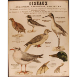 Tableaux muraux : 2ème Série. Animaux utiles et nuisibles : 98- Oiseaux.