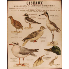 Tableaux muraux : 2ème Série. Animaux utiles et nuisibles : 98- Oiseaux.