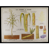 Tableaux de sciences. Les plantes alimentaires exotiques : N°3. La patate douce / N°4. La canne à sucre. 