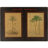Histoire Naturelle : Botanique : Monocotylédones. Pl. 12- Palmier : Dattier (gauche). Asparaginées : Dragonnier du Brésil (droite)