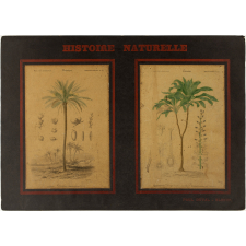 Histoire Naturelle : Botanique : Monocotylédones. Pl. 12- Palmier : Dattier (gauche). Asparaginées : Dragonnier du Brésil (droite)