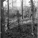 Ecole Freinet, classe promenade : des croix d'un cimetière envahi par la végétation.