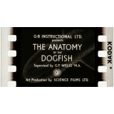 The Anatomy of the dogfish.