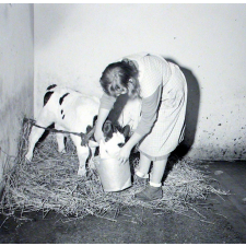 Institution publique d'éducation surveillée : la section agricole. Une élève fait boire un petit veau.