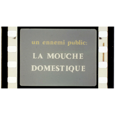 Un Ennemi public, la mouche domestique.