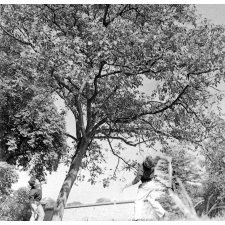 Œuvre de protection des enfants juifs : 2 garçons sous un arbre