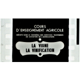 La Vigne. La vinification.