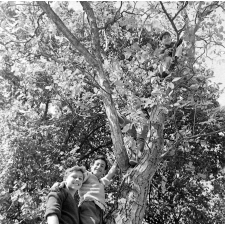 Œuvre de protection des enfants juifs : 4 garçons dans un arbre