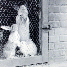 Institution publique d'éducation surveillée : l'élevage des lapins.