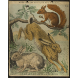 Tableaux muraux. 114- Le Lièvre, le lapin et l'écureuil.