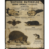 Tableaux muraux d'Histoire Naturelle. Règne animal. 3- Vertébrés : Système dentaire. Mammifères destructeurs d'insectes .